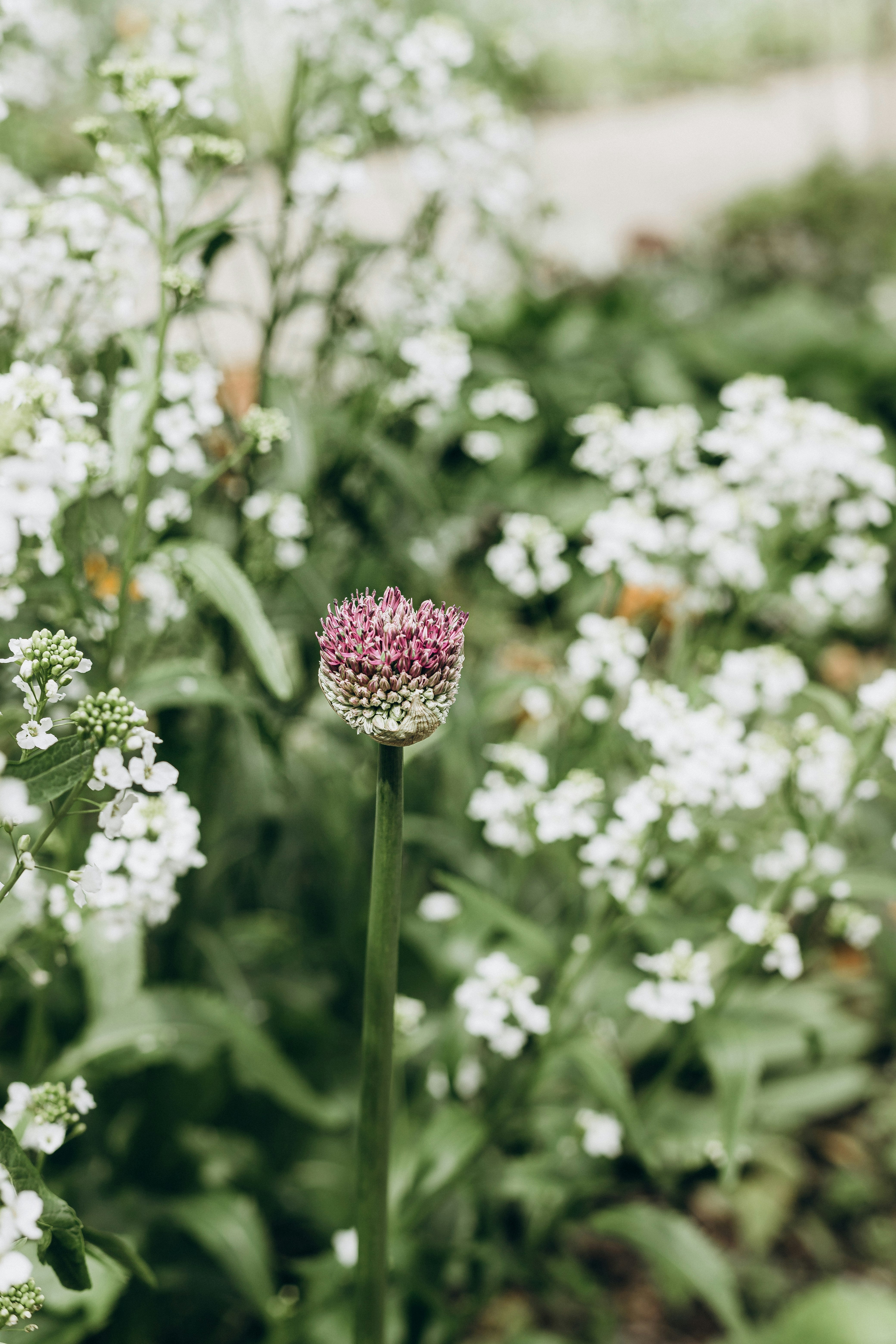 pink and white flower in tilt shift lens